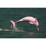 Плавание с розовыми дельфинами