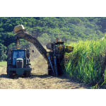 Экскурсия на ферму сахарного тростника
