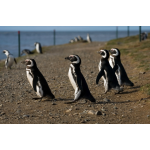 Экскурсия на колонию пингвинов
