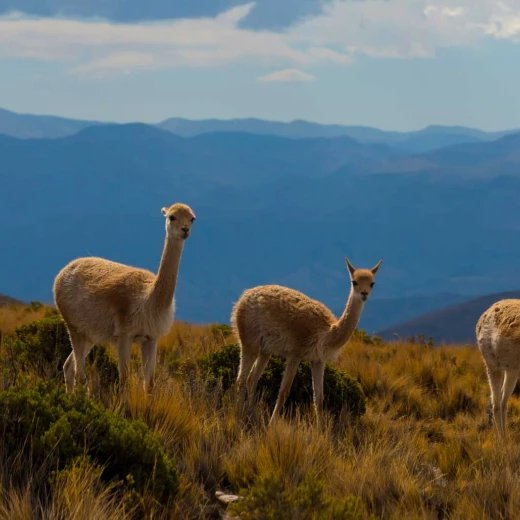 3 страны Латинской Америки 